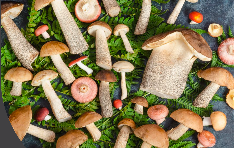 Pacific Foraging: A Beginner's Guide To The Best Edible Mushrooms Bc Canada Offers
