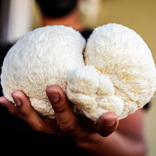 How to Grow Lion’s Mane Mushrooms at Home: Benefits and Recipes