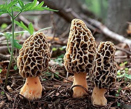 How to Grow Morel Mushrooms at Home with the FungiSmile Smart Box