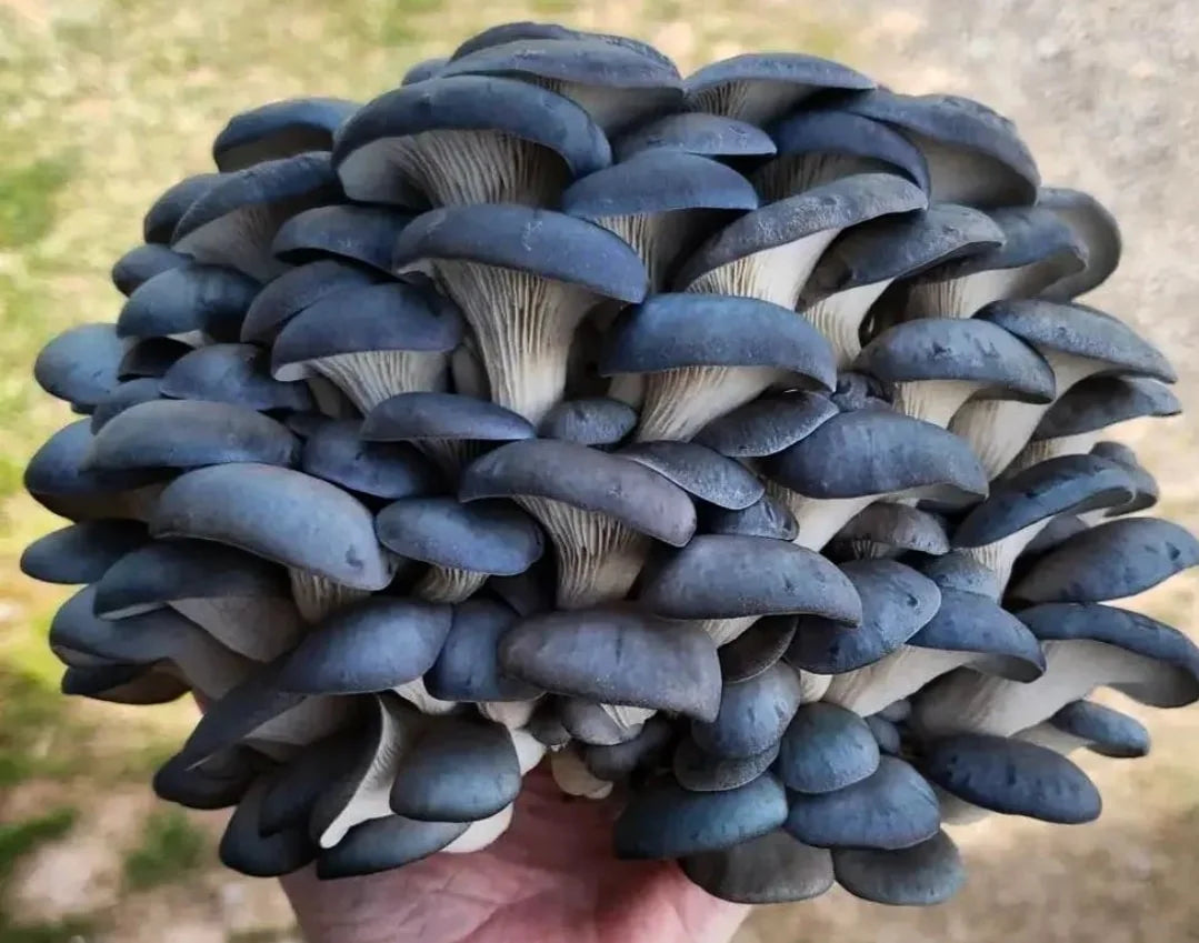Blue Oyster Mushroom