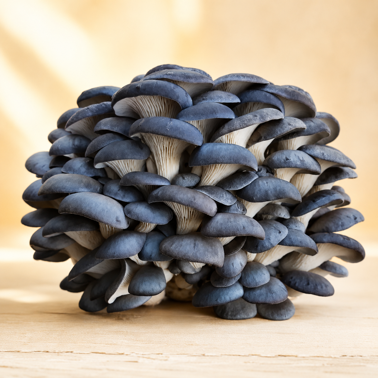 Blue Oyster