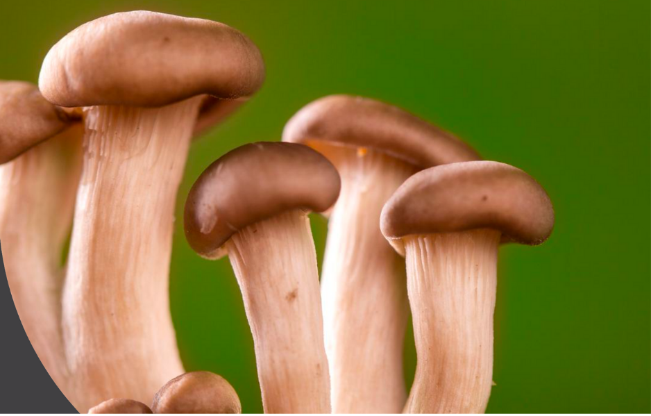 The Health Benefits of Mushrooms: Nature’s Superfood