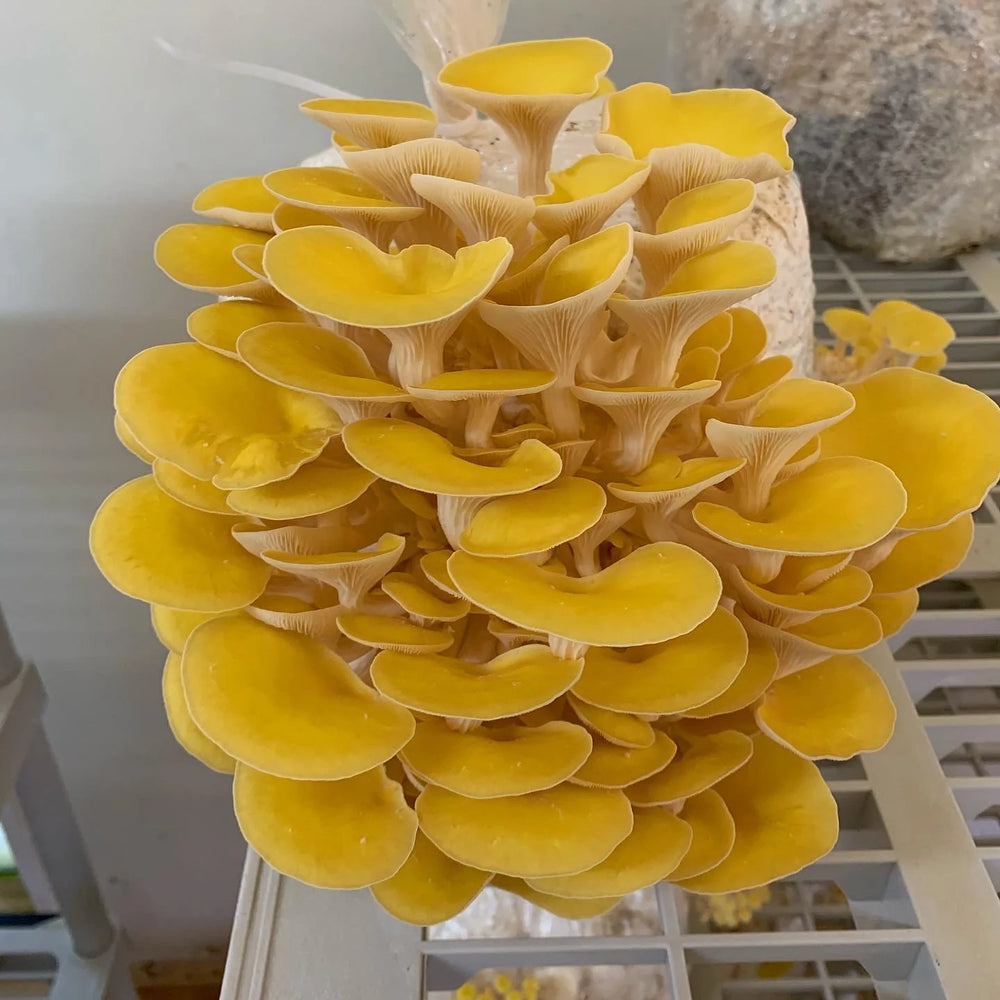 Golden Oyster Mushroom