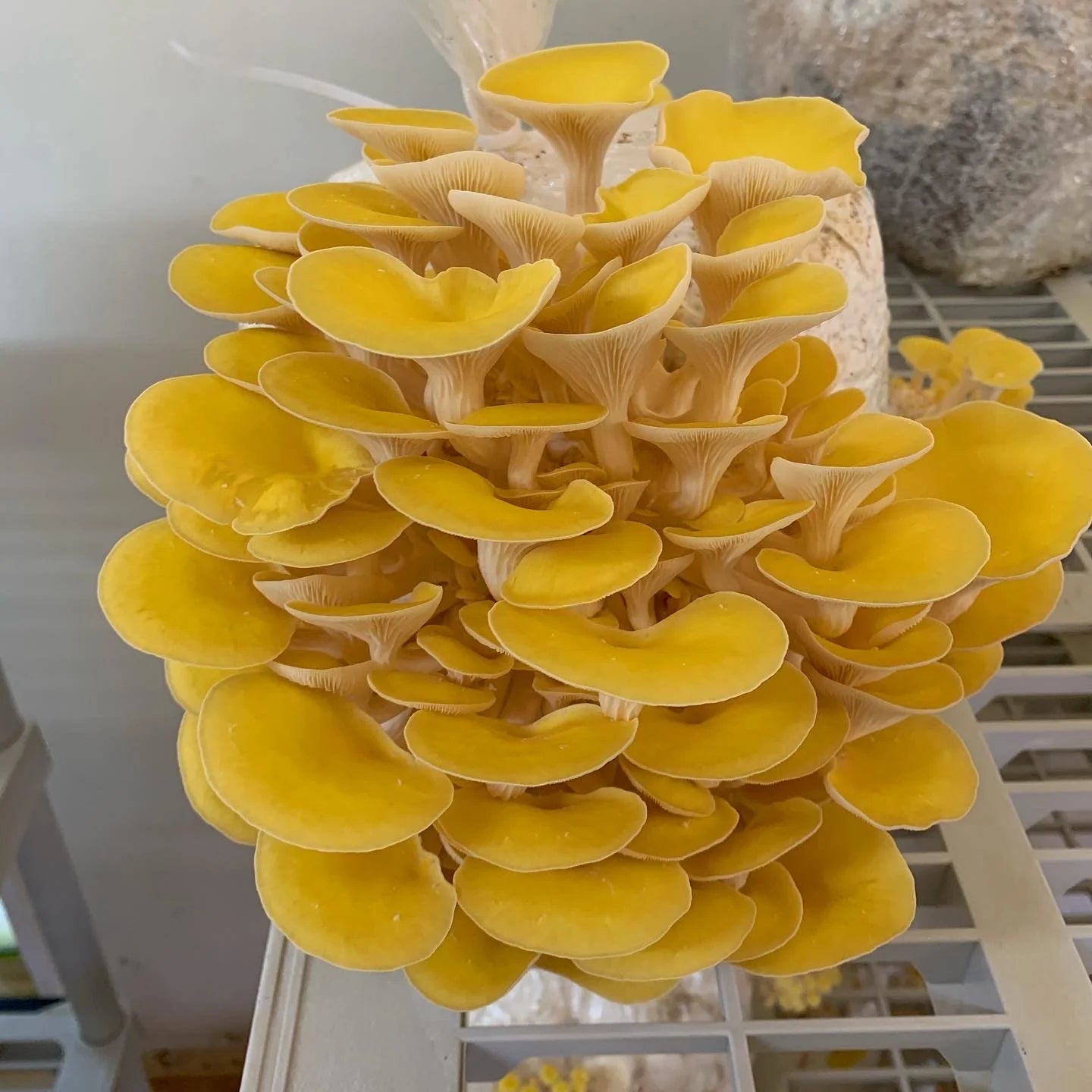 Golden Oyster Mushroom