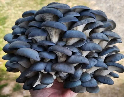 Blue Oyster Mushroom