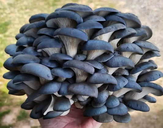 Blue Oyster Mushroom