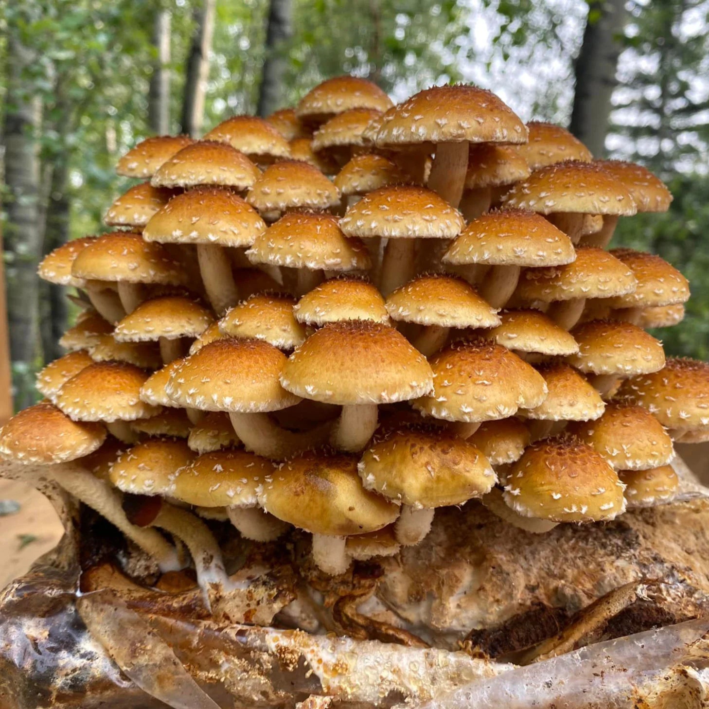 Chestnut Mushrooms (Pholiota adiposa)