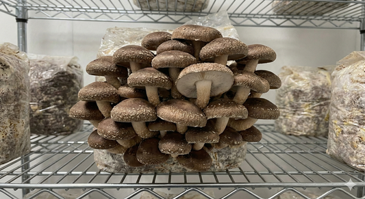 Premium Shiitake Mushroom Pod – Harvest Gourmet Mushrooms at Home