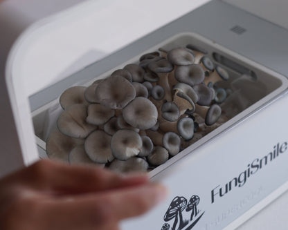 Blue Oyster Mushroom