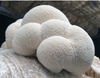 Lion's Mane Mushroom