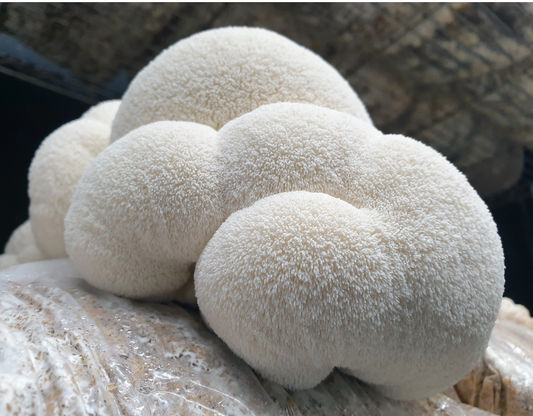 Lion's Mane Mushroom