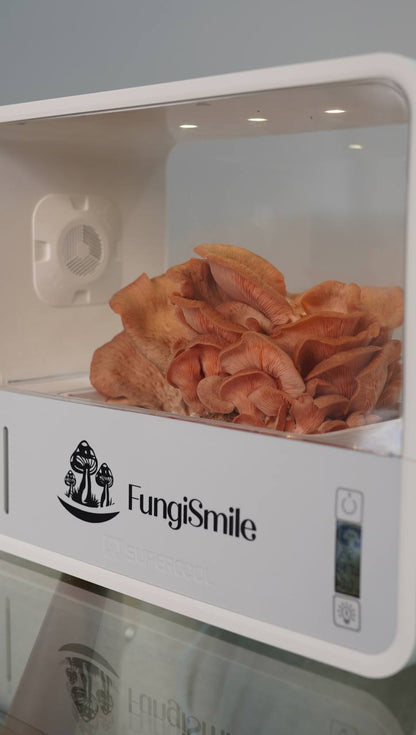 Mushroom Grow Kit | FungiSmile Smart Mushroom Grower