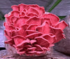Pink Oyster Mushrooms
