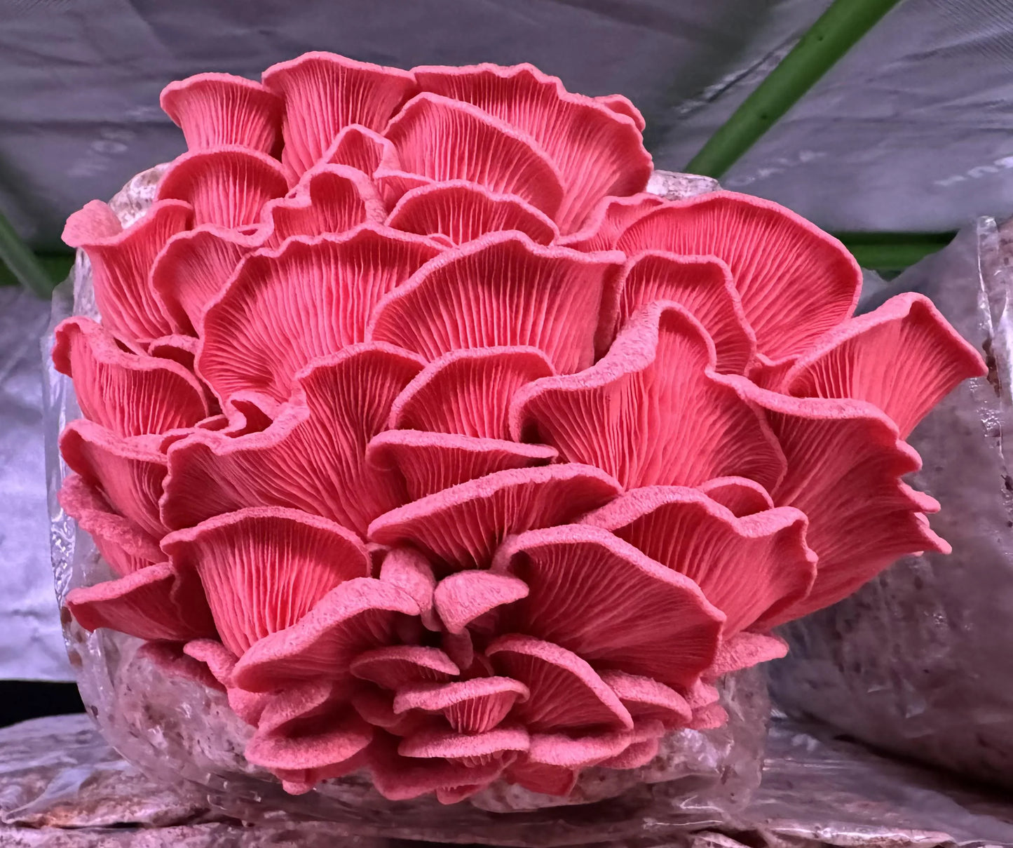 Pink Oyster Mushrooms