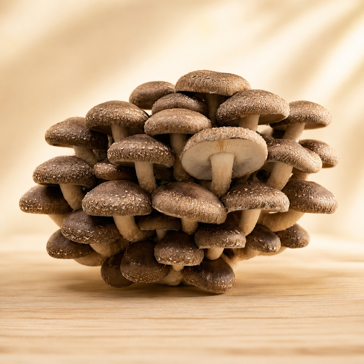 Shiitake